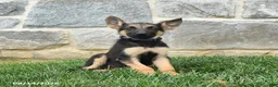 German Shepherd dogs for sale: Tanisha - Ad 2