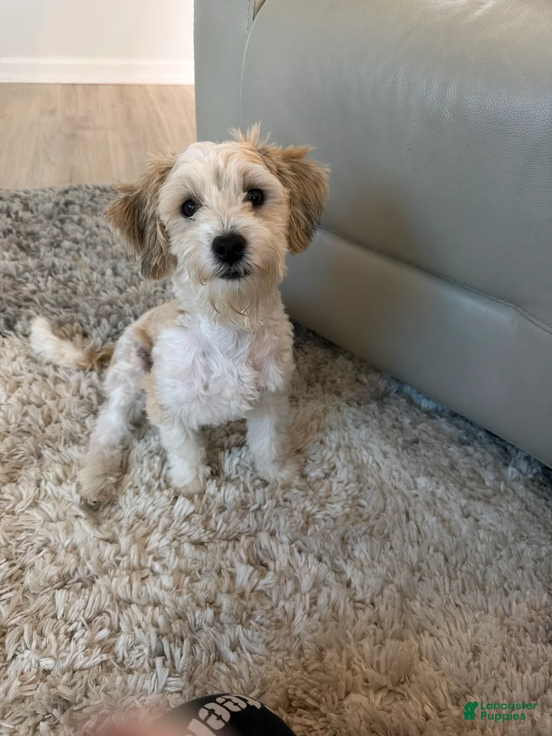 Maltipoo dogs for sale: Maltipoo Puppy 1 - Ad 1