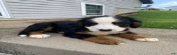 Bernese Mountain Dog dogs for sale: Callie - Ad 13