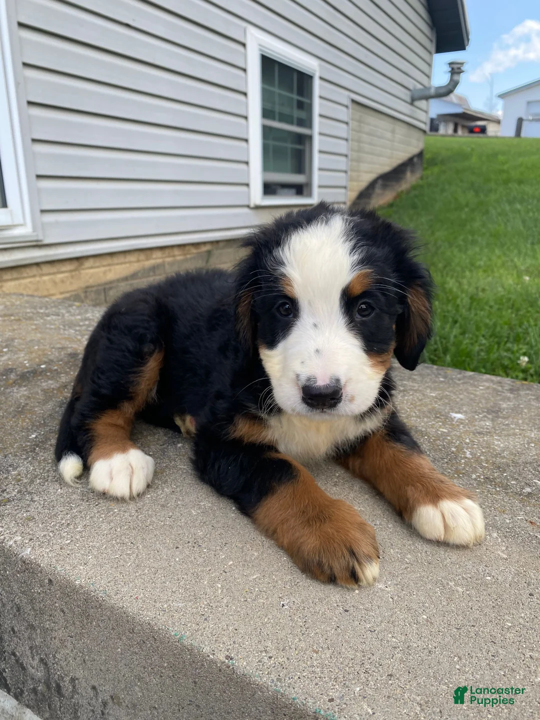 Bernese Mountain Dog dogs for sale: Callie - Ad 13