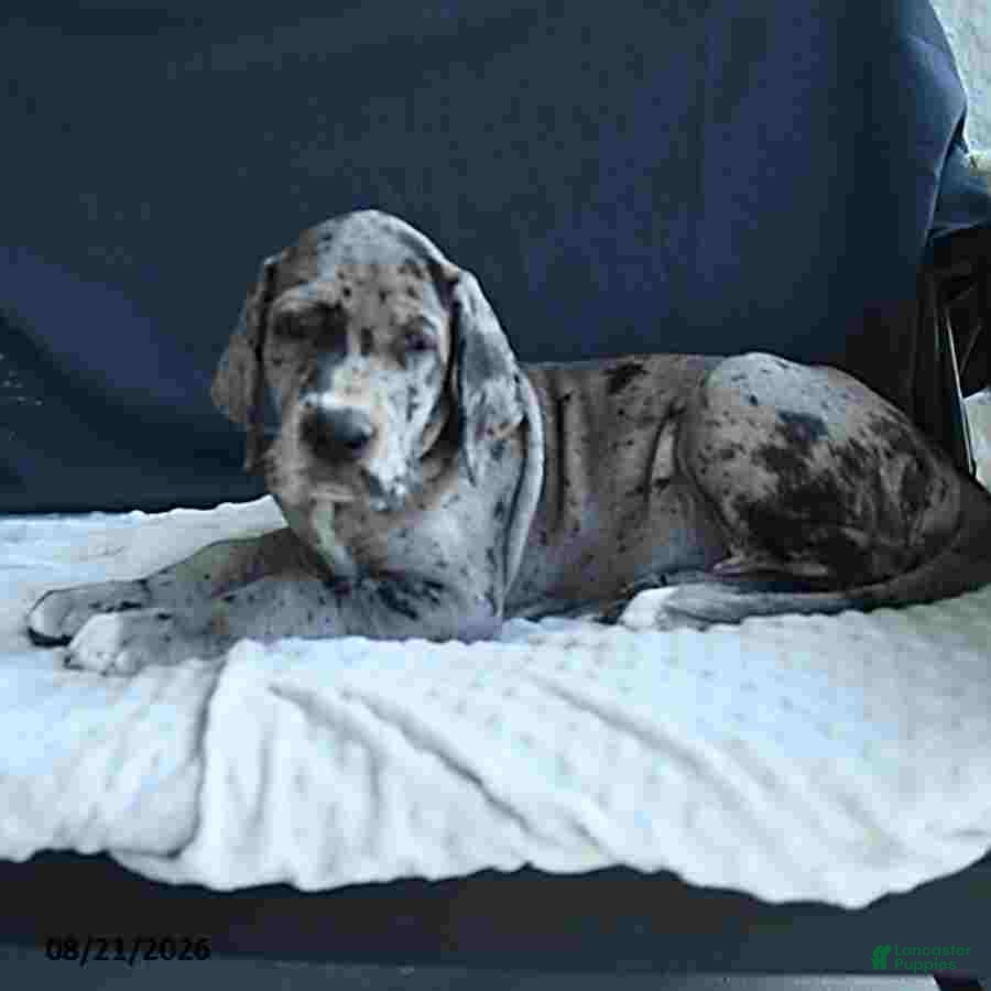Great Dane dogs Jax - Ad 2