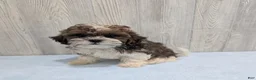 Shihpoo dogs for sale: Theo - Ad 4