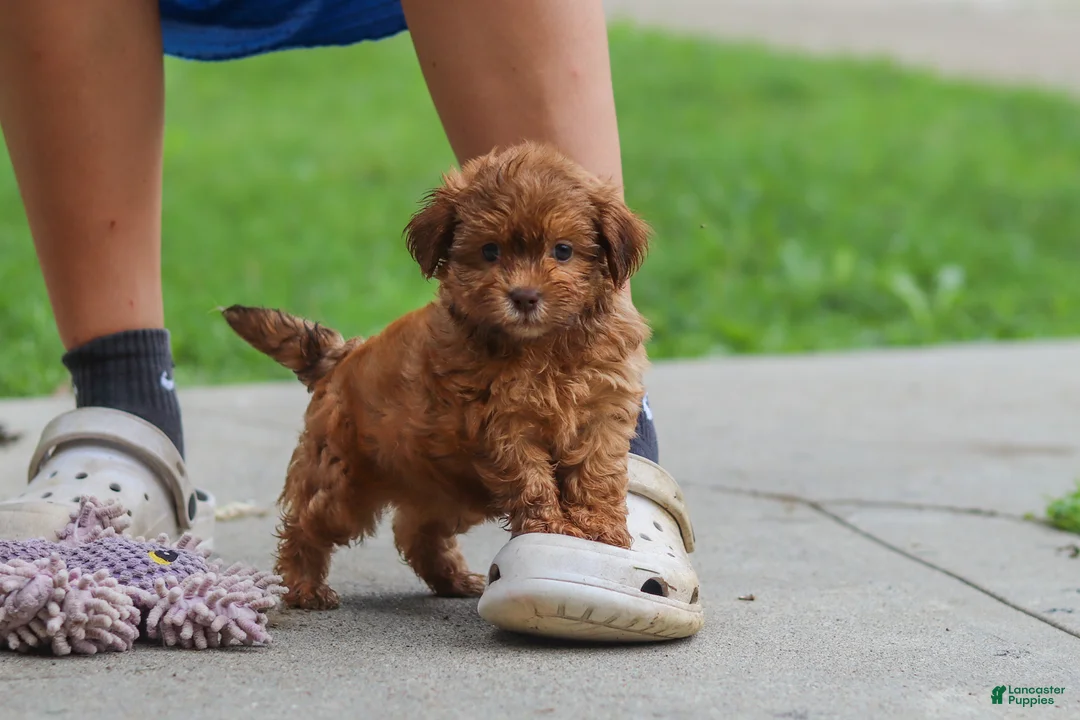 Shihpoo dogs for sale: Waffles - Ad 5