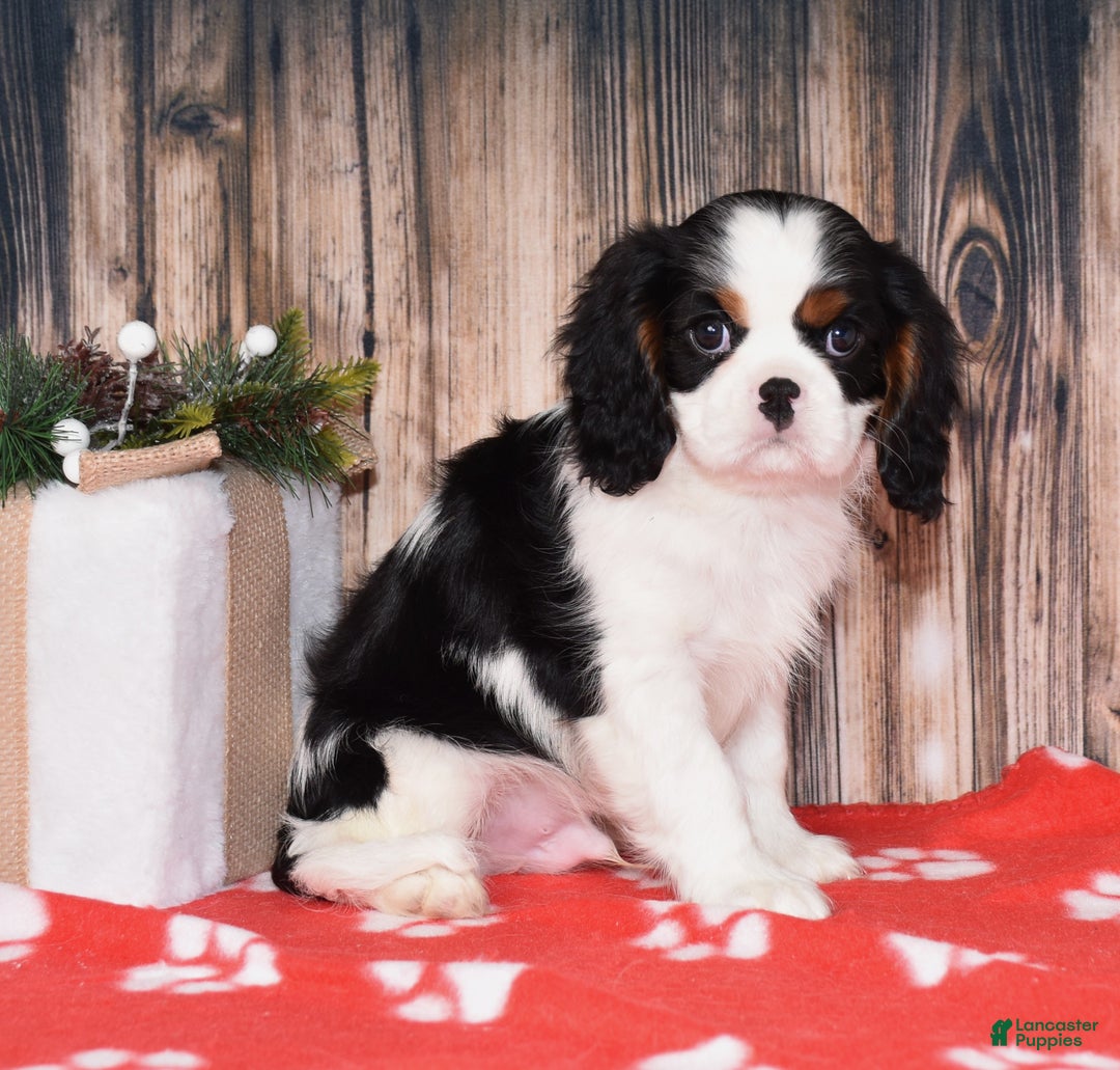 Cavalier King Charles Spaniel dogs for sale: Augie - Ad 3