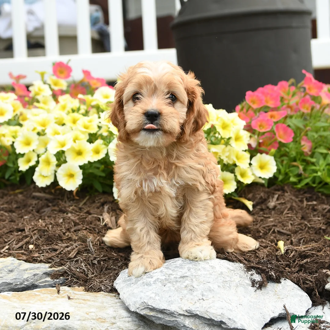 Cavapoo dogs for sale: Ridge - Ad 1