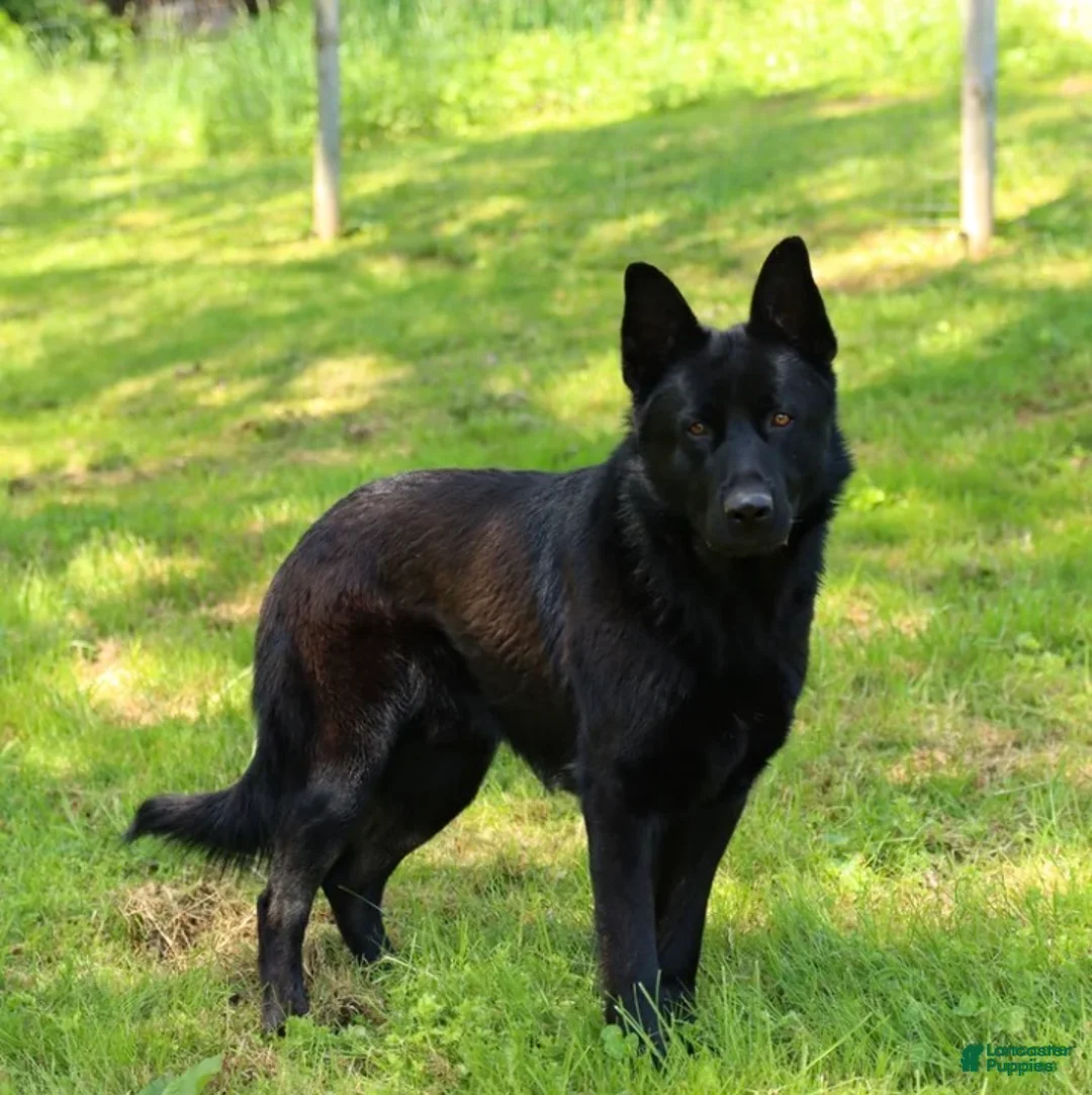 German Shepherd dogs for sale: Cash - Ad 3