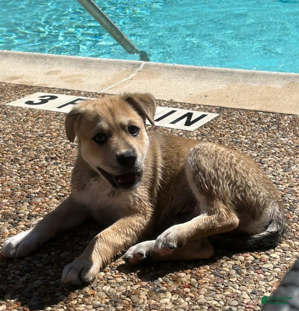 Mixed Breed dogs Mixed Breed Puppy 1 - Ad 12