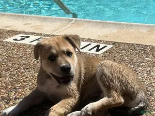 Mixed Breed dogs Mixed Breed Puppy 1 - Ad 12