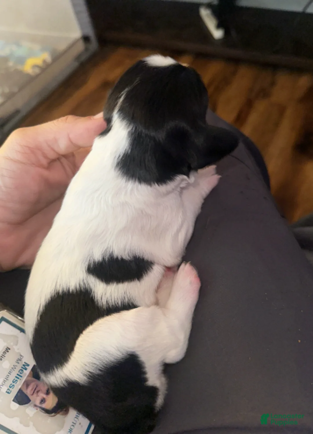 English Springer Spaniel dogs for sale: English Springer Spaniel Girl 1 - Ad 4
