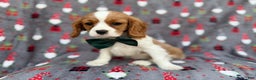 Cavalier King Charles Spaniel dogs for sale: Petey - Ad 3