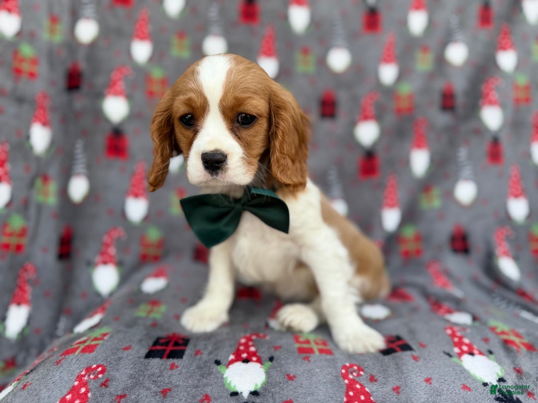 Cavalier King Charles Spaniel dogs for sale: Petey - Ad 3