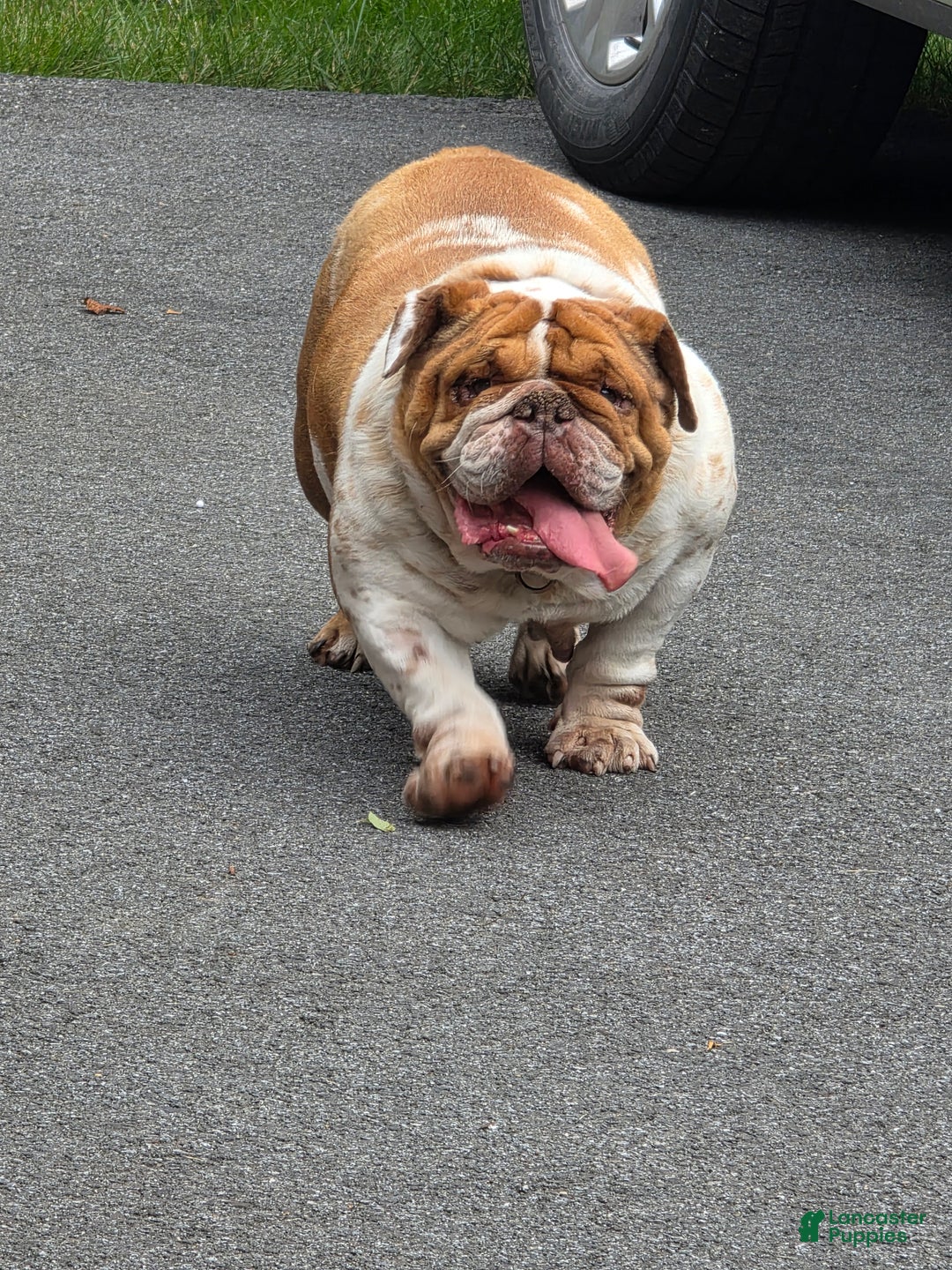 English Bulldog dogs for sale: Dixie  - Ad 1