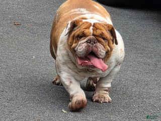 English Bulldog dogs Dixie - Ad 4