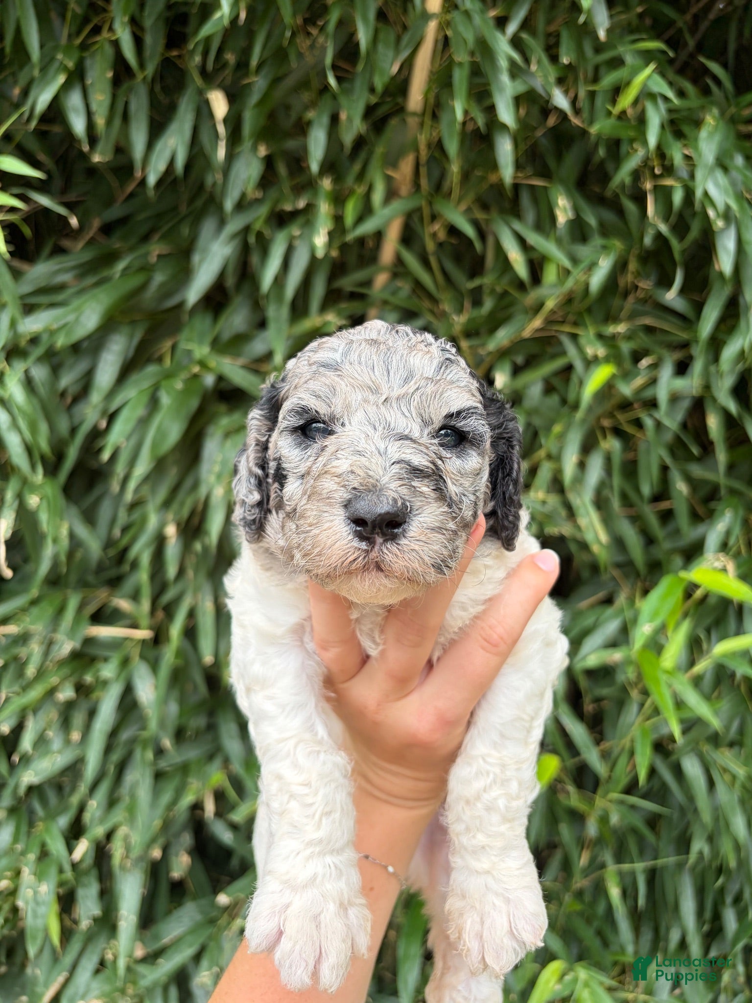 Goldendoodle dogs Goldendoodle 4 - Ad 18