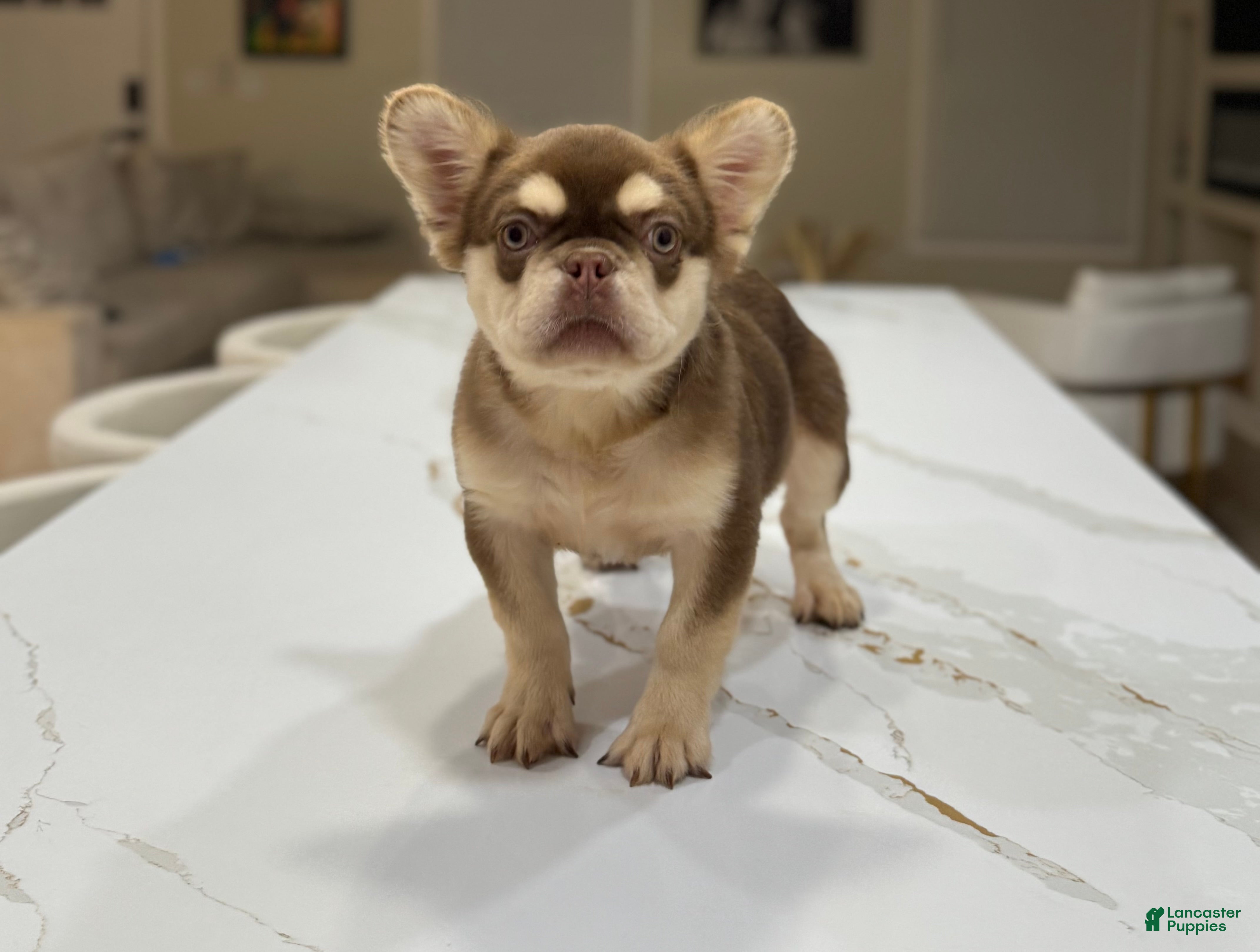 French Bulldog dogs French Bulldog  - Ad 1