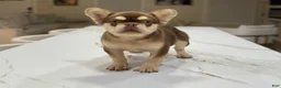 French Bulldog dogs for sale: French Bulldog  - Ad 1