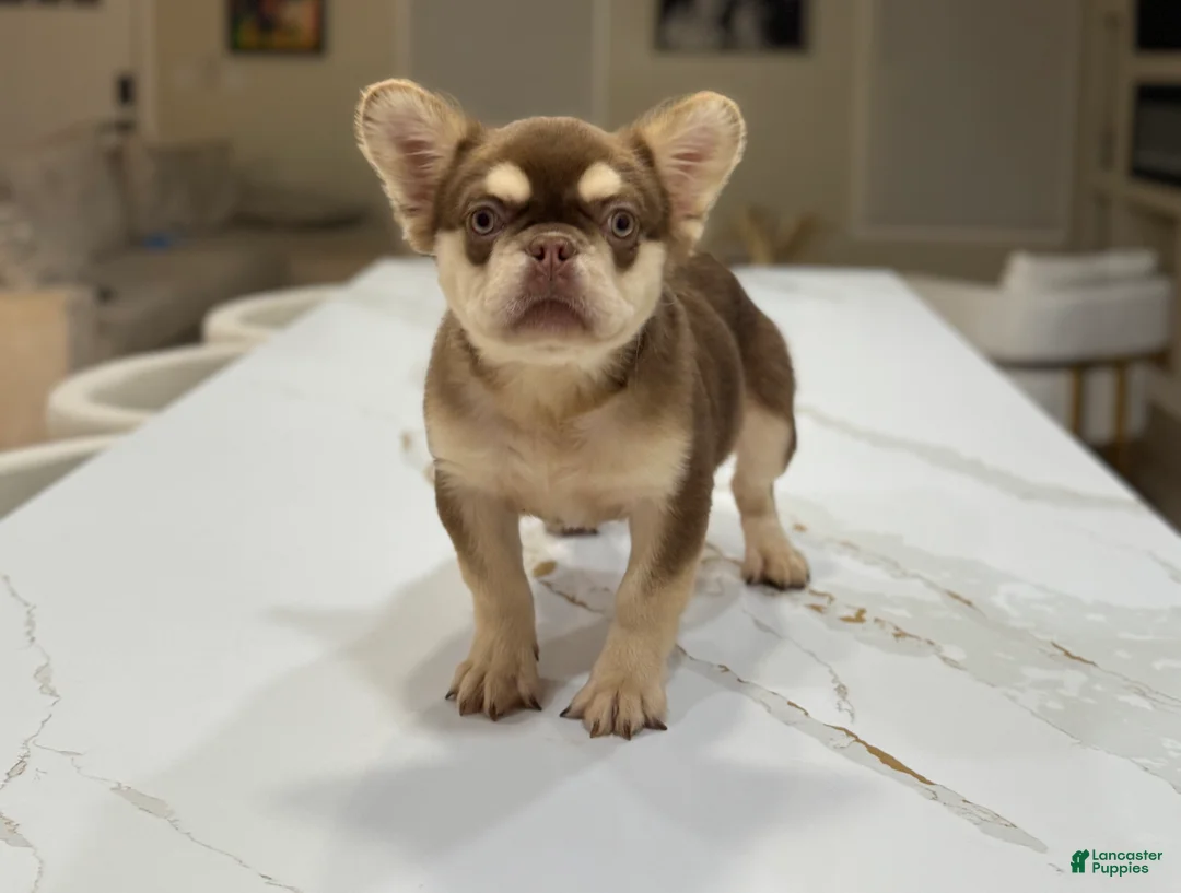 French Bulldog dogs for sale: French Bulldog  - Ad 1