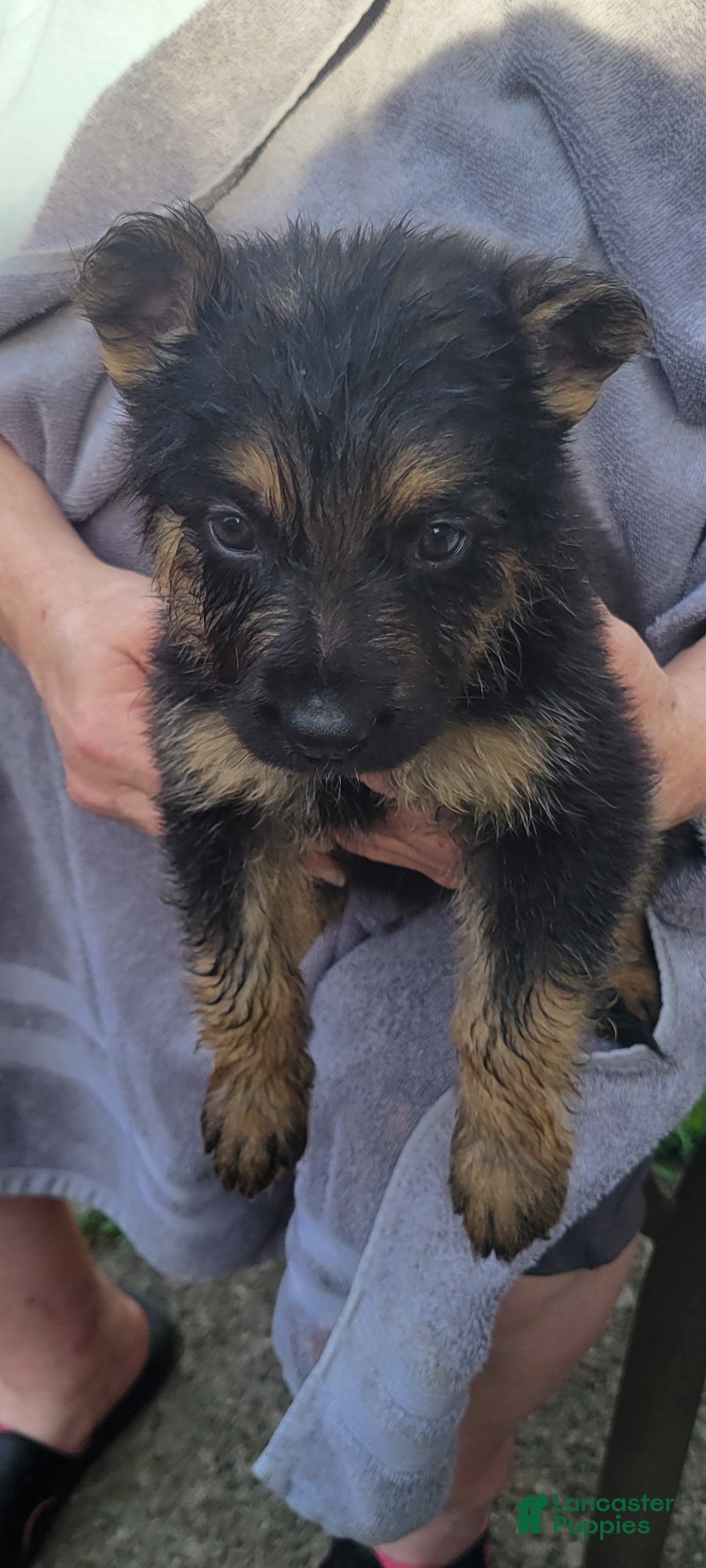 German Shepherd dogs for sale: Miracle  - Ad 3