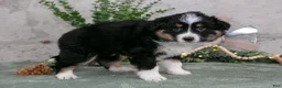 Australian Shepherd dogs for sale: Sunny - Ad 3