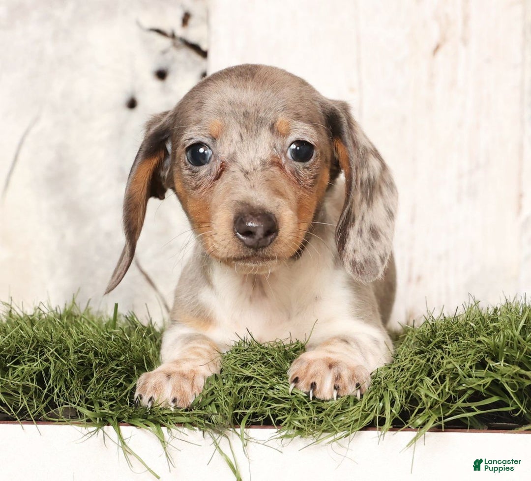 Miniature Dachshund dogs for sale: Mason - Ad 4