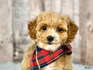 Bichpoo dogs Girl Echo - 8339 - Ad 19