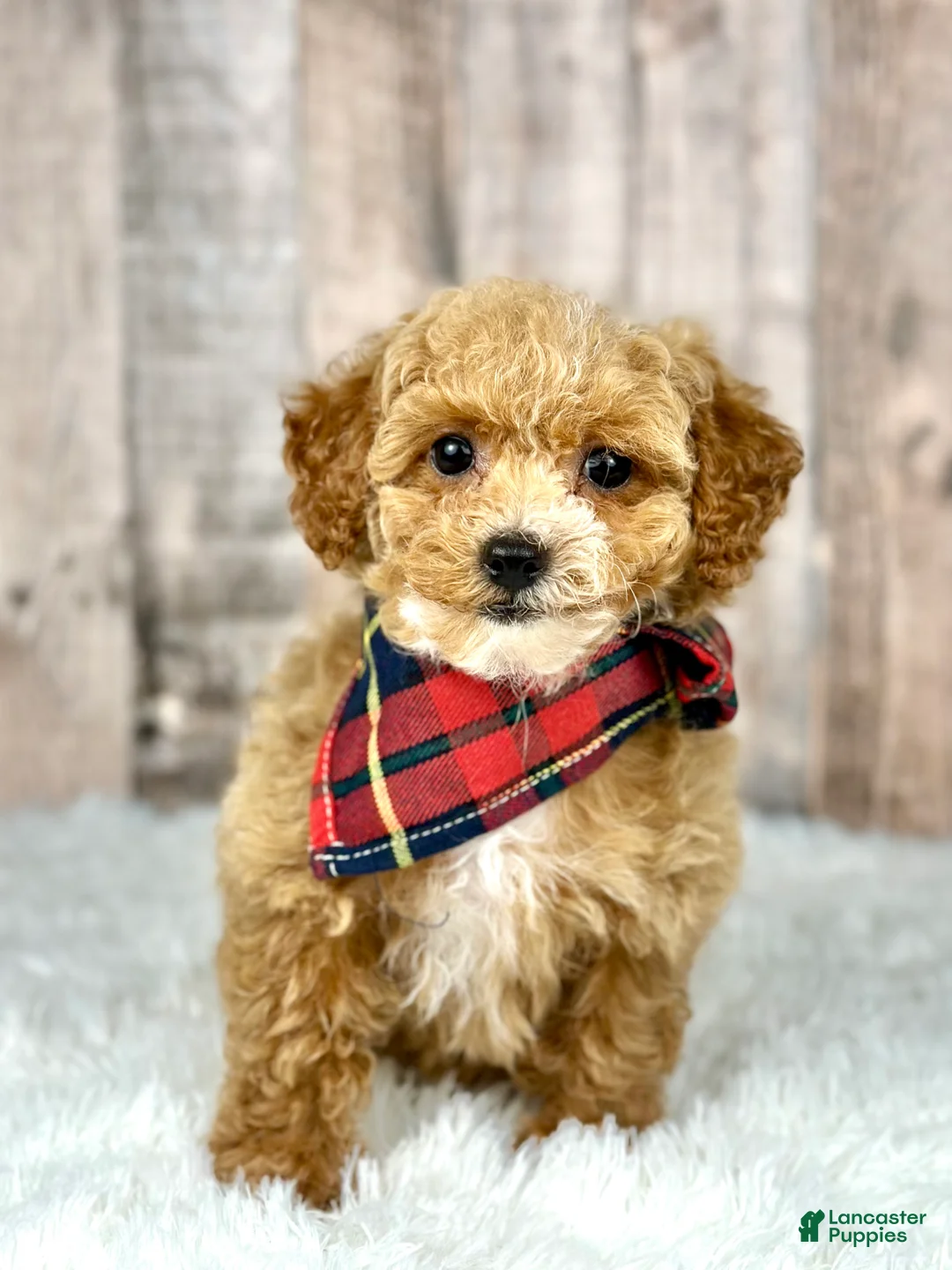 Bichpoo dogs for sale: Girl Echo - 8339 - Ad 4