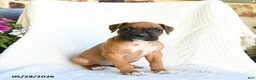 Boxer dogs for sale: Rhea - Ad 4
