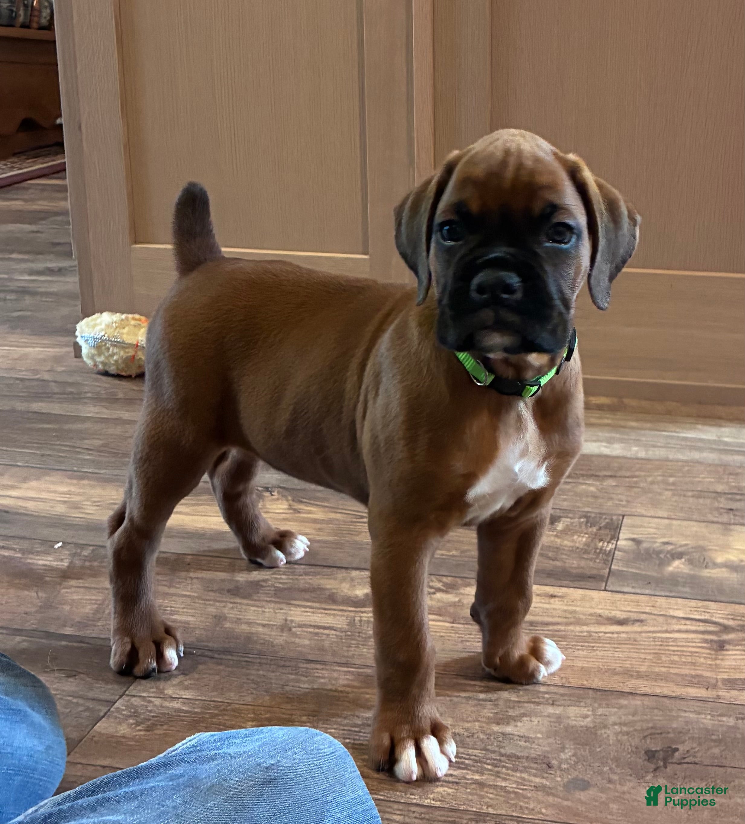 Boxer dogs Rocky  - Ad 2