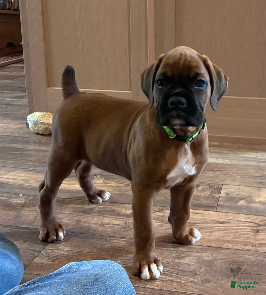 Boxer dogs for sale: Rocky  - Ad 2