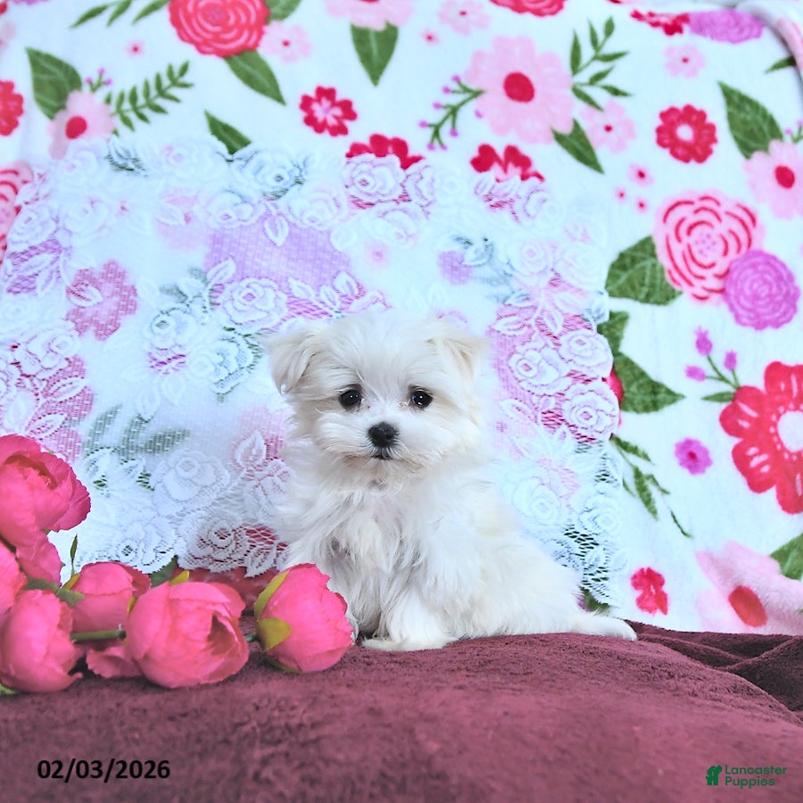 Maltese dogs Cupid EXTRA SMALL - Ad 4