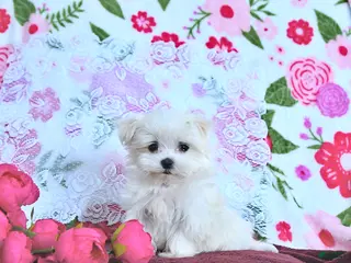 Maltese dogs Cupid EXTRA SMALL - Ad 4