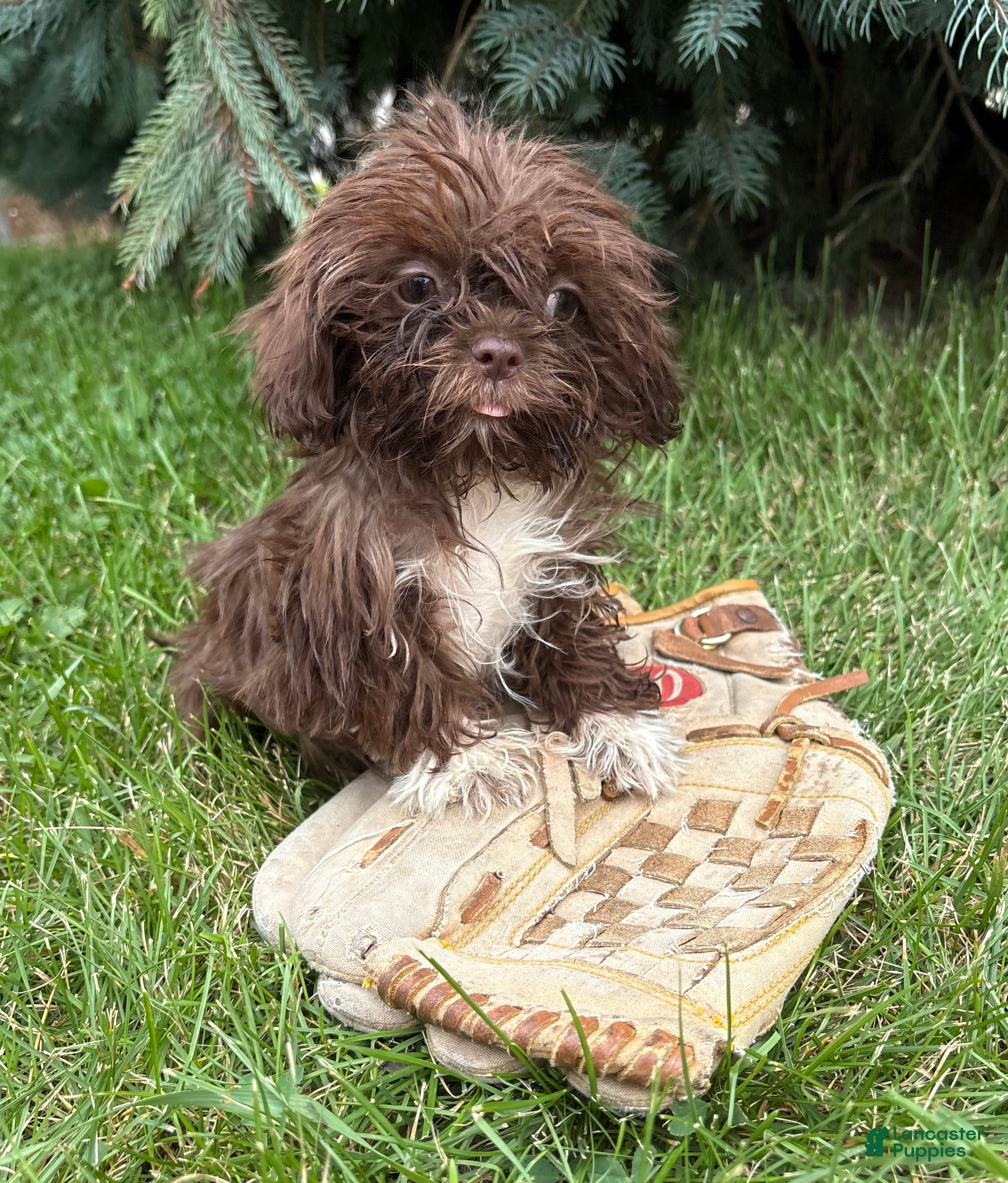 Shih Tzu dogs Hallie - Ad 2