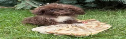 Shih Tzu dogs for sale: Hallie - Ad 2