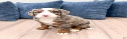 Mini Bernedoodle dogs for sale: Dexter - Ad 3