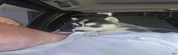 Siberian Husky dogs for sale: Siberian Husky Puppy 2 - Ad 9