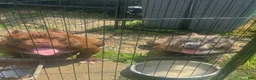 American Bully dogs for sale: Jax - Ad 2