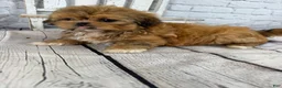 Shih Tzu dogs for sale: Dale - Ad 7