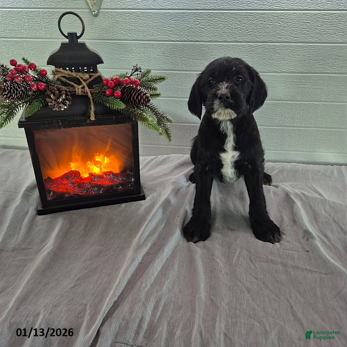 Mixed Breed dogs Hope - Ad 4