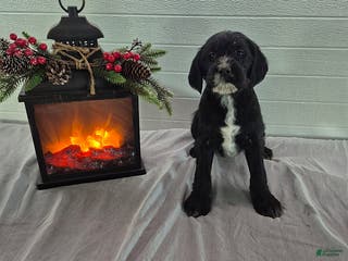 Mixed Breed dogs Hope - Ad 3