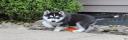 Siberian Husky dogs for sale: Bandit - Ad 5