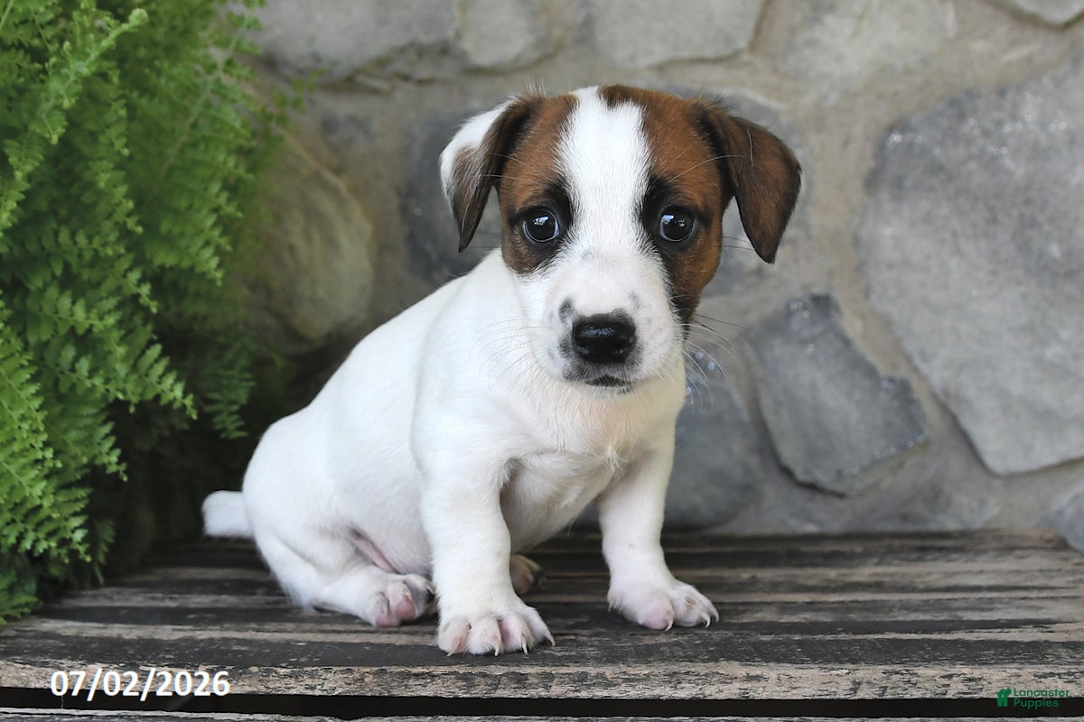 Jack Russell Terrier dogs Mindy - Ad 1