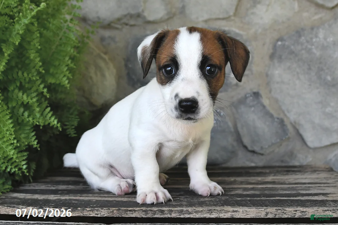 Jack Russell Terrier dogs for sale: Mindy - Ad 1