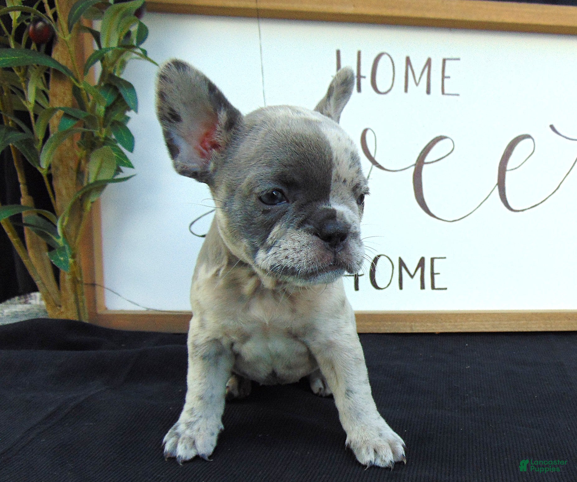 French Bulldog dogs Megan - Ad 1