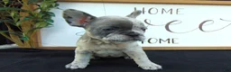 French Bulldog dogs for sale: Megan - Ad 1