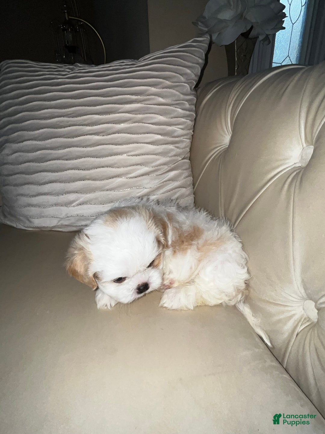 Shih Tzu dogs for sale: Oakley  - Ad 7