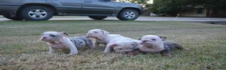 English Bulldog dogs for sale: Scar - Ad 7