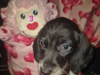 Miniature Dachshund dogs Miniature Dachshund Puppy 6 - Ad 21