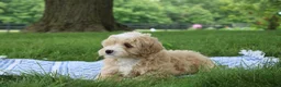 Mini Goldendoodle dogs for sale: Tinkerbell - Ad 7
