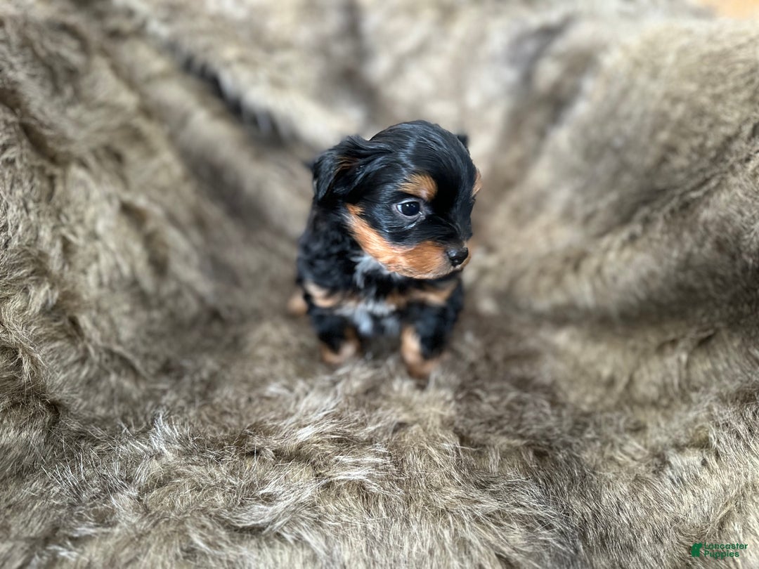 Shorkie dogs for sale: Luke - Ad 14
