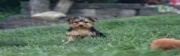 Yorkiepoo dogs for sale: Beckham - Ad 8